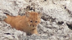 欧美群星,风景,影视原声,音乐短片,轻音乐 - 野性巴塔哥尼亚.第一集