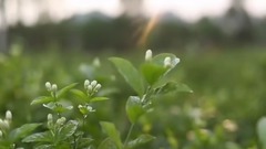 风景,音乐短片,轻音乐,乐动城市 - 广西横县茉莉花茶风光