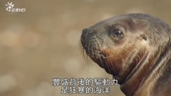 欧美群星,风景,影视原声,音乐短片,轻音乐 - <野性巴塔哥尼亚> 第三集