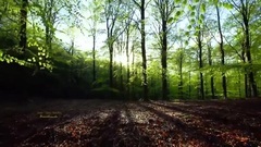 New - Broceliande
