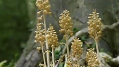 欧美群星,风景,影视原声,音乐短片,轻音乐 - 植物的秘密武器