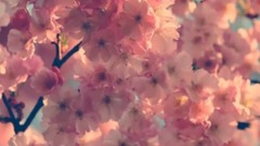韩国群星 - 韩剧<黄真伊>OST  花日