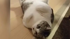 音乐短片,萌宠 - "猫かわいい"世界で最も太った猫 - 最も面白い猫の映画 #105