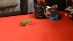 音乐短片,萌宠 - Videos de risa de loros molestando a los gatos
