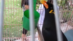 Smart mynah bird