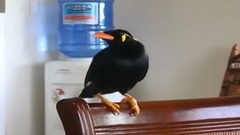 音乐短片,萌宠 - Myna bird singing Filipino Folk Song duet and talking in Taglish