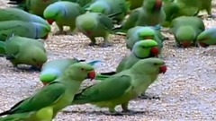音乐短片,萌宠 - Parrots in India