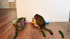 音乐短片,萌宠 - 猫とうさぎにきゅうり置いてみた。- I put cucumbers behind cats and rabbits