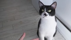 音乐短片,萌宠 - 我如何训练我的猫呢?