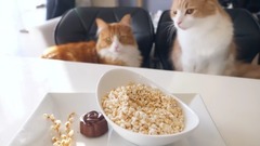 音乐短片,萌宠 - Popcorn Rice