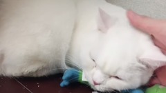 音乐短片,萌宠 - 女主人给单身已久的短腿猫找了个女朋友,第一次相亲是这样似的