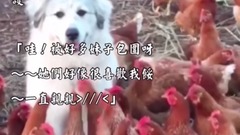 主人有事出去了让狗狗帮忙看鸡棚,原本超开心爆笑!沒想到鸡越來越多、越來越多到他的表情