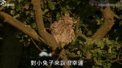欧美群星,风景,影视原声,音乐短片,轻音乐 - 纪录片<野性英伦>.