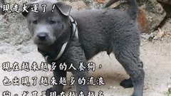 音乐短片,萌宠 - 朋友从垃圾堆找到了很丑的土狗说要送我,带回家养之后却发现