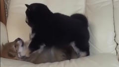 萌宠 - 两只超凶的小柴犬打架 卖萌才是你们的目的吧!