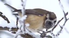 Paul Mauriat ✿ ♡ ✿ White Christmas ✿ ♡ ✿
