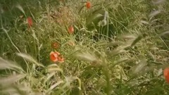 欧美群星,风景,影视原声,音乐短片,轻音乐 - 唯美温馨风景短片 Konova滑轨拍摄