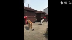 萌宠 - 一个被假老虎吓屎的汪星人