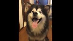 萌宠 - 狗狗合集!哈哈哈这节奏准的,没谁了!