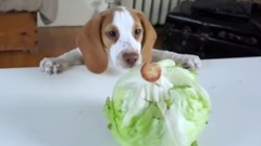 萌宠 - Clumsy Puppy Steals Lettuce