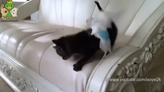 音乐短片,萌宠 - Cats Playing with Parakeet. Very Cute. Surfing USA