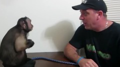 Capuchin Monkey & Mushy Banana