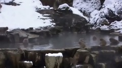 风景,音乐短片,轻音乐,乐动城市 - 冬雪中的温泉猴子
