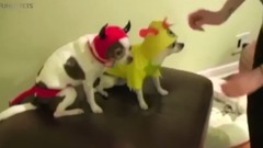 音乐短片,萌宠 - Funny Animals in Halloween Costumes ★ PETS in HALLOWEEN COSTUMES [Funny Pets]
