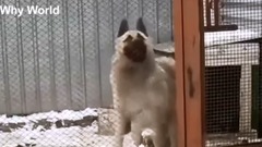 音乐短片,萌宠 - Funny Cats & Dogs Singing & Dancing Videos – Cat & Dog Dance Sing Compilation