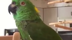 音乐短片,萌宠 - Funny Birds Sing Imitate Sounds & Dance