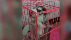 萌宠 - 哈士奇这智商……基本就靠别自行车了