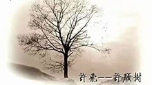 许飞-许愿树