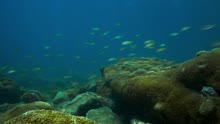 Sereia (Videoclipe)