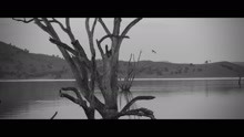 Nai Palm - Homebody