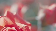 Benny Tipene - This Is Where Love Comes From