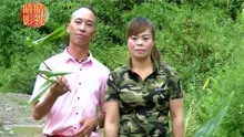  - 贵州山歌：哥是青藤緾妹身，质朴朴的山歌表达了质朴朴的爱情！