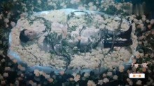  - 一千零一夜  爱最闪耀