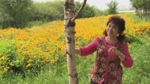  - 王越 - 我是向日葵