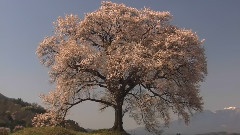 音乐短片,风景 - Cherry Blossoms