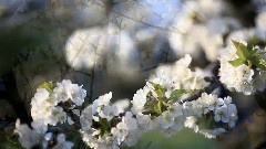 轻音乐 - On The Road Of Spring