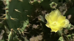 The Glorious Death