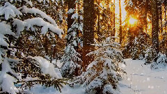 Winterlight
