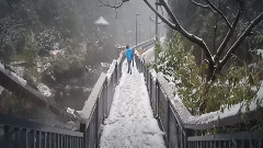 雪中莲