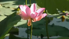 记忆的容颜