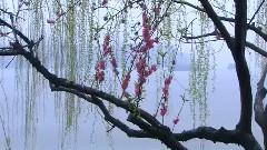 杨柳