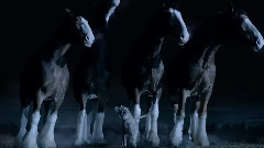 欧美群星,音乐短片 - Lost Dog超级碗广告首播