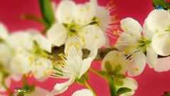 Andre Rieu - Spring Flowers - Andre Rieu - Waltz Medley