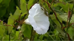 Chris Spheeris,音乐短片 - Летнее очарование