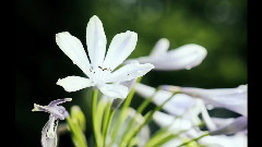 中岛美嘉 - 僕が死のうと思ったのは