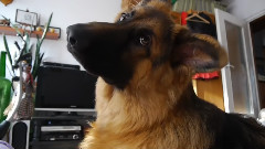 搞笑音乐 - Kadi German Sheperd reaction dogs ringtones